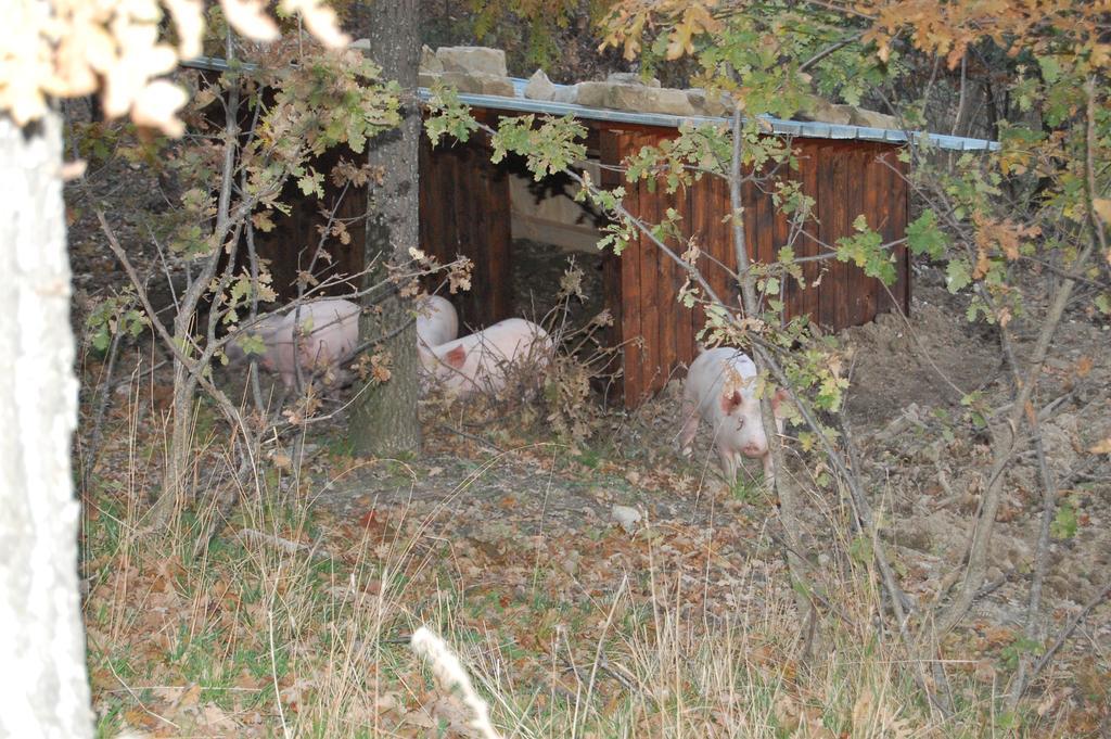 Colle Delle Meraviglie Fratticciola Selvatica Εξωτερικό φωτογραφία