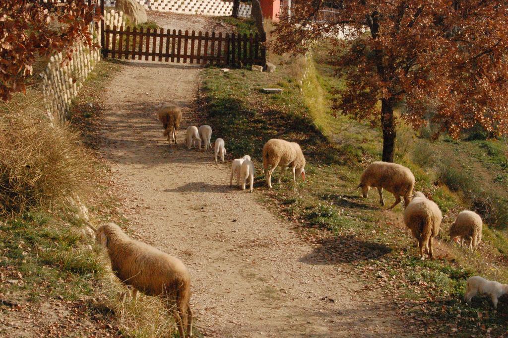 Colle Delle Meraviglie Fratticciola Selvatica Εξωτερικό φωτογραφία